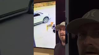 Dog saves child! Hero!