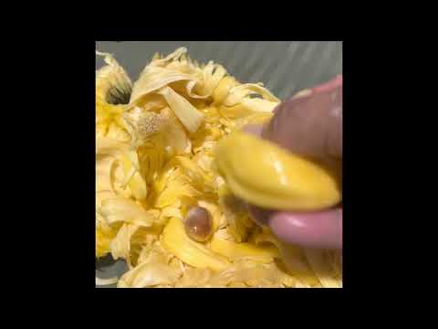 The marvelous Cheena cv. Jakfruit x Champedak hybrid. Also known as Champejak