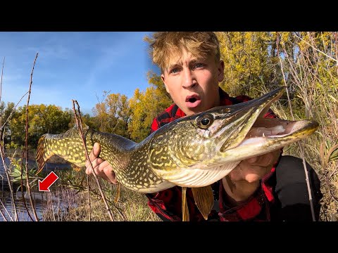 MINNESOTA Fall Pike Fishing my FAVORITE POND!