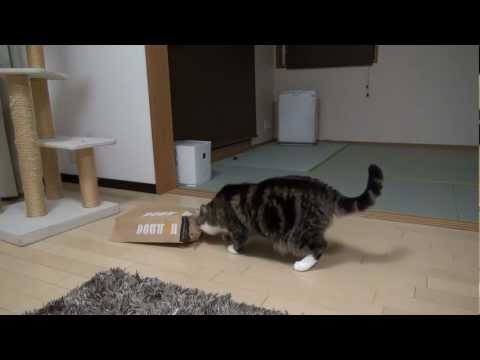 被るねこ。-Maru puts a paper bag on his head.-