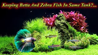 Can We Keep Betta Fish With Zebra Danios Fish In Same Tank?... Do They Bite?.  / Fish Aquarium Tamil