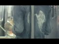 BenZel & Jessie Ware - If You Love Me 