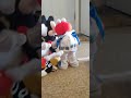 Some Of My Elmos And Mickey Mouses And Snoppy And Ernie
