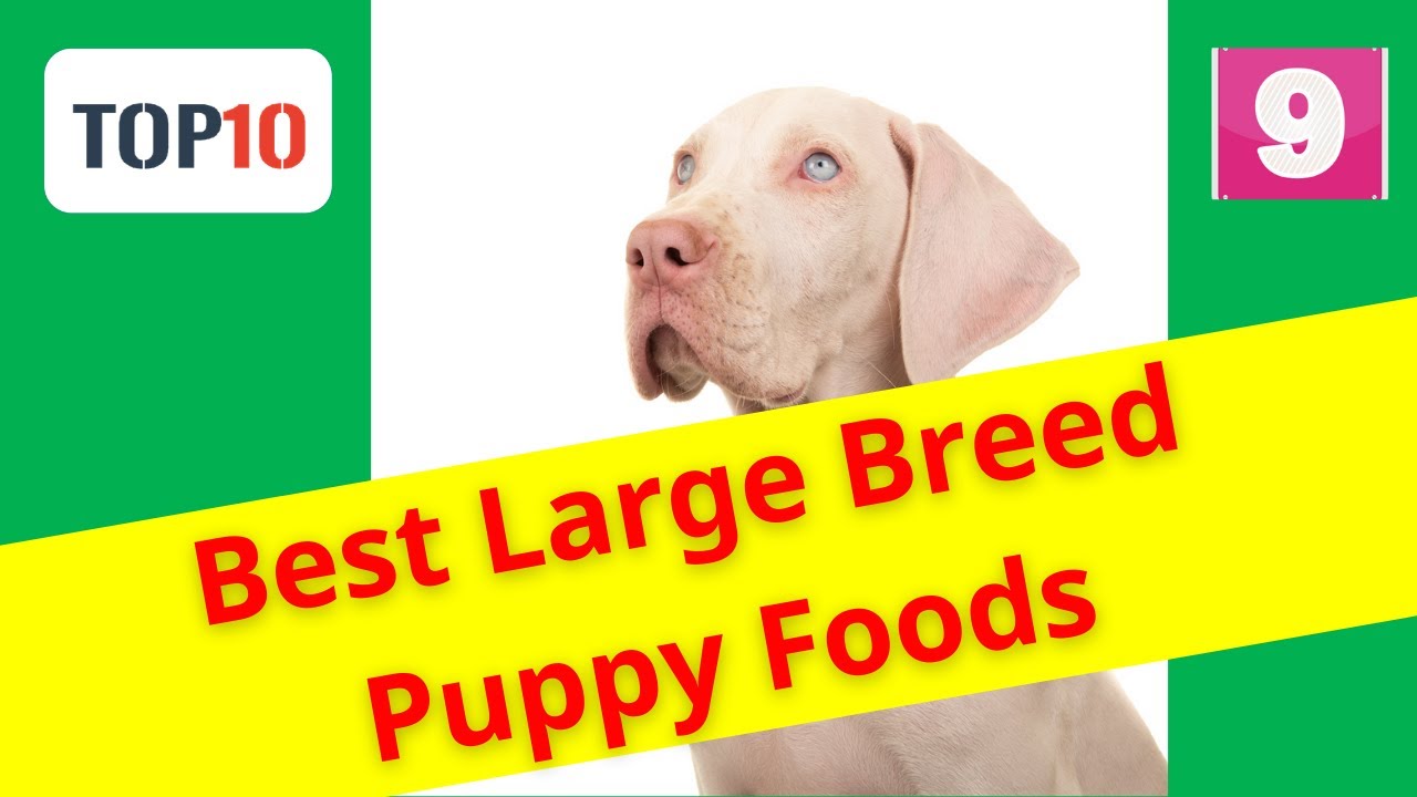 Top 10 Best Large Breed Puppy Foods-Hill’s Science Diet Large Breed PuppyFood(Reviews)✅Part 9