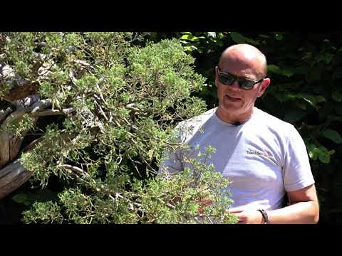 The Bonsai Show S1 Episode 3 - Hokkaido Blue Juniper Project Tree