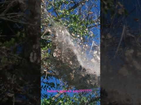 CAMINO AL PUERTO DE RECONQUISTA, SANTA FE, 2013