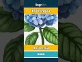 hydrangea - hortensia video thumbnail