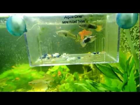 How to safely introduce Guppies into a tropical fish tank full of predator fish