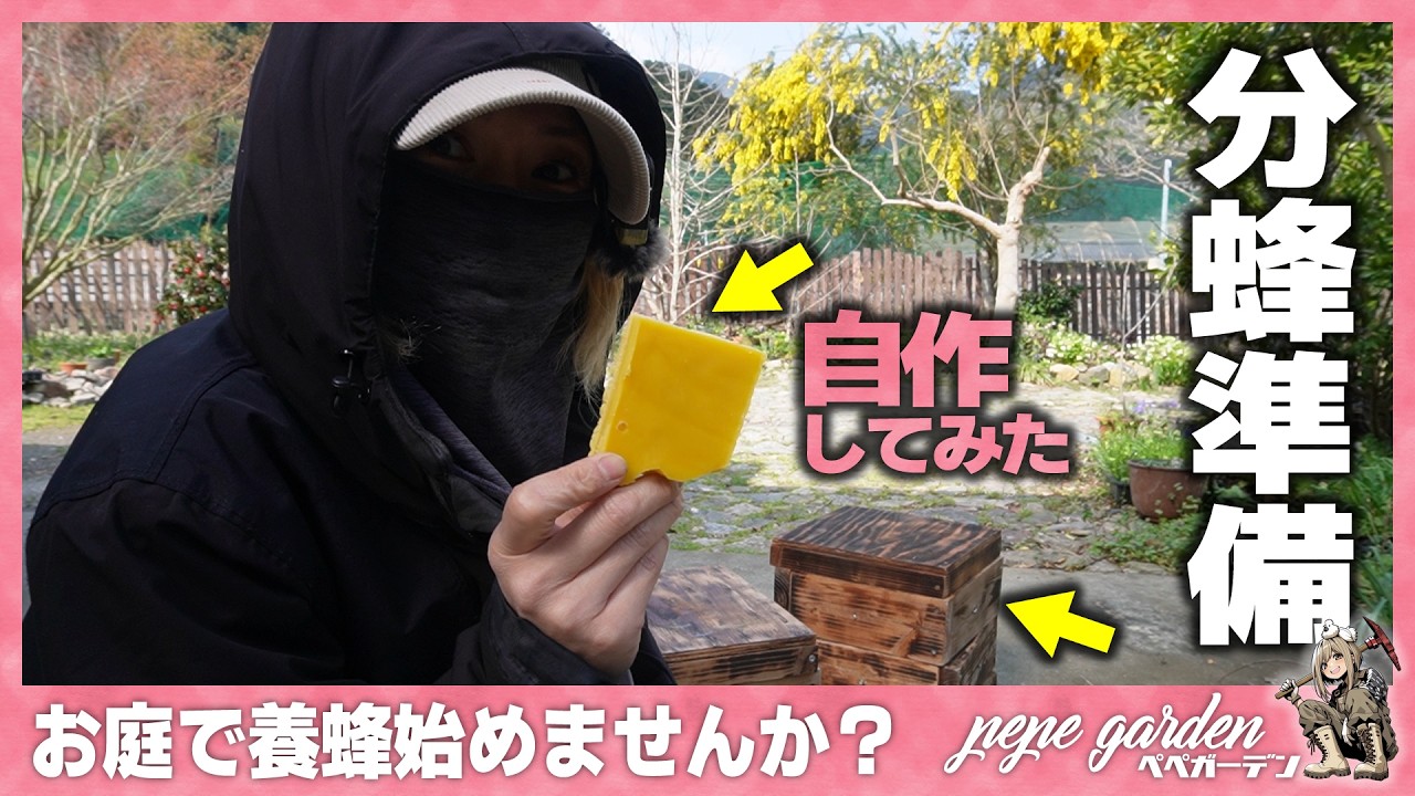 【ニホンミツバチ】春の分蜂シーズン到来！失敗しないための「巣箱の準備」と待ち受けるコツ