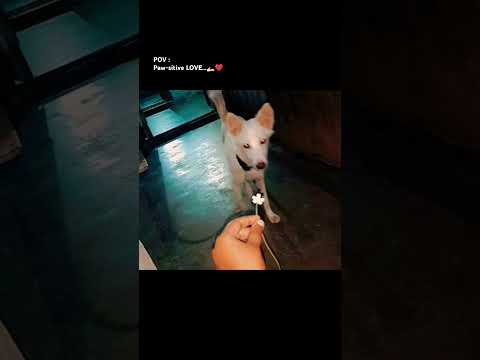 Paw-sitive LOVE..is always Them..🐕❤️