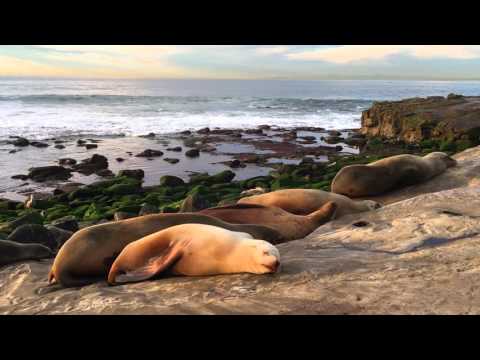 Had A Bad Day? Relax With Sea Lions for 2 Minutes - It Helps