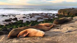 Had A Bad Day? Relax With Sea Lions for 2 Minutes - It Helps