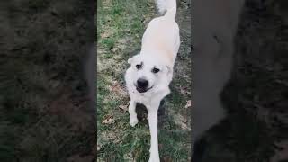 Video preview image #1 Labrador Retriever Puppy For Sale in Spring, TX, USA