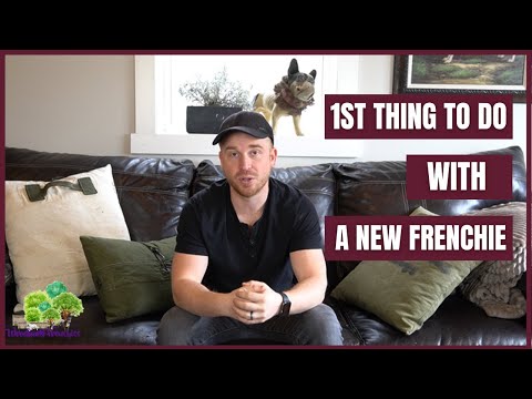 First Thing To Do With a New French Bulldog Puppy: Training Tips