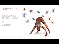 Art Video Body Painting Tarantula By Amit Bar EDSA Content