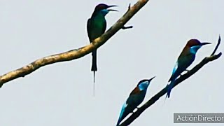 Download lagu Masteran gacor burung liar kirik kirik cirik cirik pancingan pikat | kicau suara burung mp3