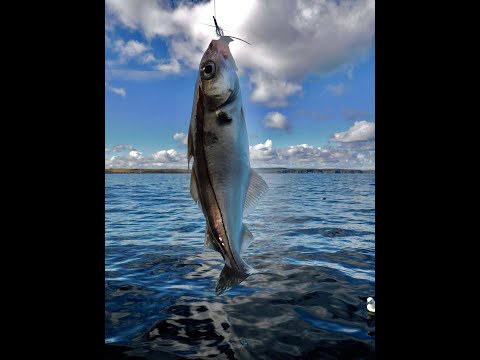 Fishing for Haddock @kintakintyea