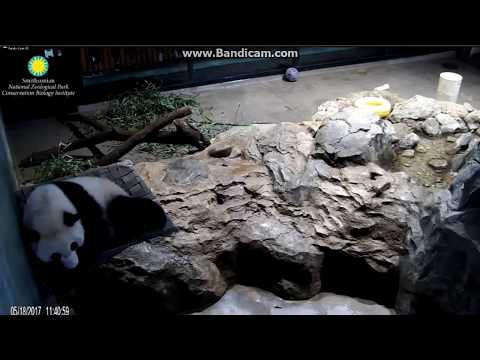 2017.05.18 BEI BEI TAKING NAP