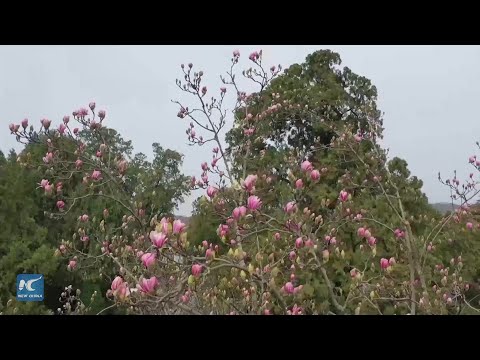 400-year-old magnolia tree blossoming