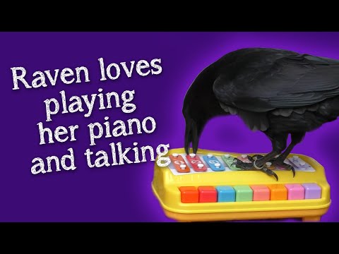 The Adventures of Fable, the Smartest Raven You Will See