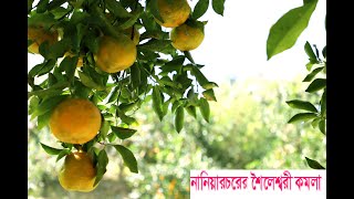 শৈলেশ্বরি কমলা, বুড়িঘাট,নানিয়ারচর।