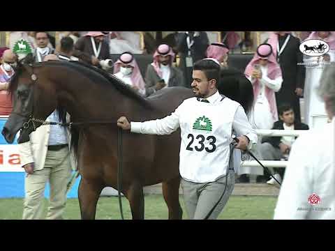 N 233 LUCCIANO   King Abdulaziz Arabian Horse Center Show 2021   Colts 3 Years Old Class 9