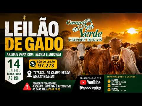 🌟Leilão de Gado Campo Verde AO VIVO | Igaratinga/MG | 🎥