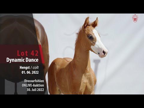 OnLive-Auktion Lot 42 Dynamic Dance Hengst v. Dynamic Dream - Vitalis