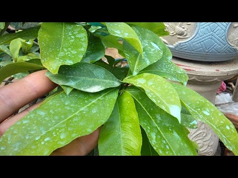 What fertilizer should be used for yellow apricot trees at the end of March to help them sprout a...