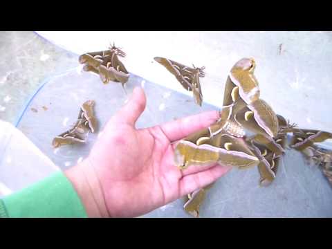 GIANT MOTHS!!! (Samia cynthia) Tree of heaven silkmoths