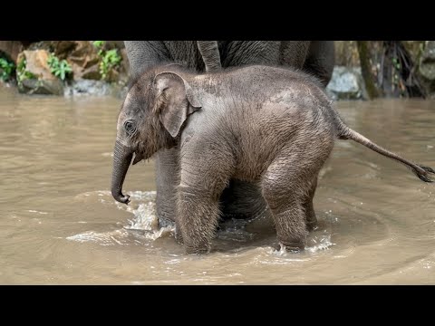 Watch What This Baby Elephant Does Next After Playing In Water!
