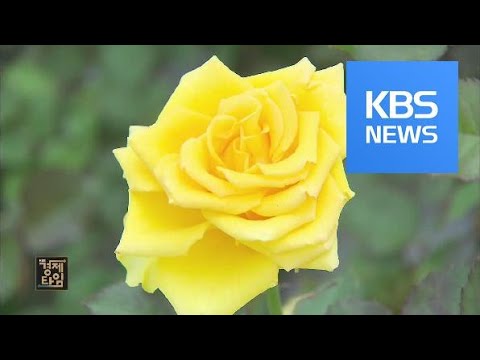 , title : '‘로열티 받고 해외로!’…국산 꽃 수출 호조 / KBS뉴스(News)'