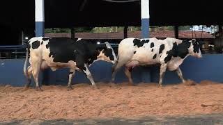 Vídeo 2 - 1ª ETAPA MEGA LIQUIDAÇÃO TOTAL AGROPECUÁRIA MARAJOARA - DIA 4 | GADO GIROLANDO E HOLANDÊS