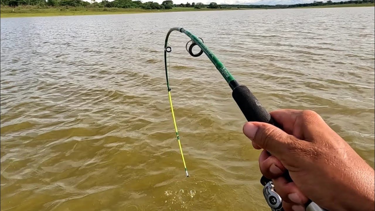 Cardume enorme era só cair a isca na água levamos tudo para o Escabeche Pescaria Rio marinheiro