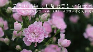 4000株のバラがお見事。はな阿蘇美ローズガーデン。