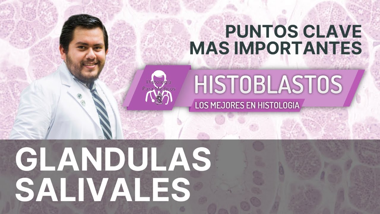 HISTOLOGÍA | GLÁNDULAS SALIVALES