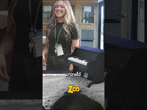 แมวกำพร้าที่ขอความรักด้วยเปียโน