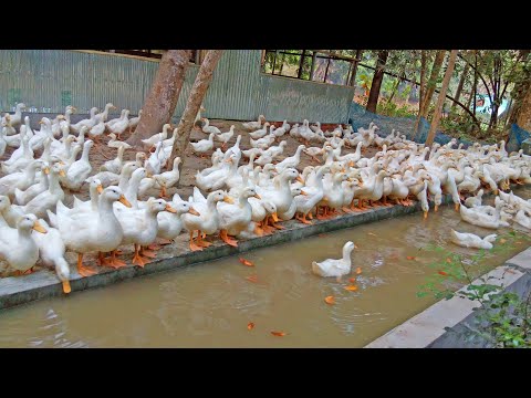 , title : 'White Duck Farm Business Plan Ideas with Low Investment | Duck and Goose video'