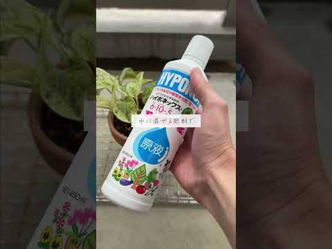 自家製天然肥料ブースター成長開花蘭