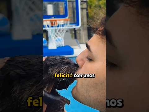 Esta pequeña nutria aprendió a nadar🦦❤️