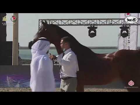N 474 PRINCE KARAT R   Al Dhafrah Arabian Horse Championship 2021   Stallions 7+ Years Old Class 10B