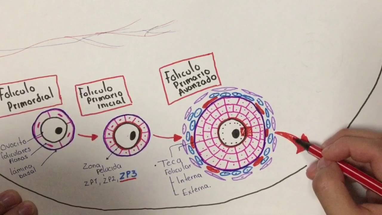 Histología: Desarrollo folicular