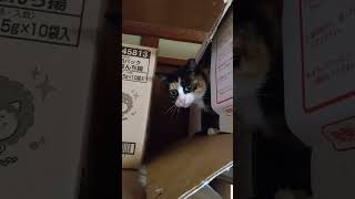 嫌いな私に起こされ、キレて猫パンチをする野良猫さん。 #猫 #shorts