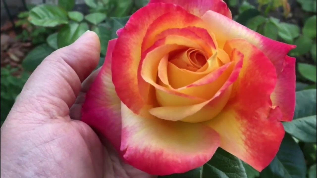 Роза &quot;Восточный Экспресс&quot; (Pullman Orient Express) - Чудо Природы!