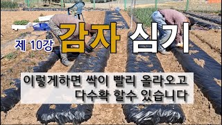 제 10강 감자 심기 이렇게 하면 싹이 빨리 올라오고 다 수확 할 수 있습니다. #감자 싹 빨리 올라오는 방…