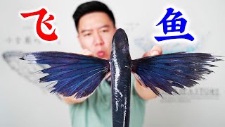 [問卦] 飛魚就能飛40秒有屁用?