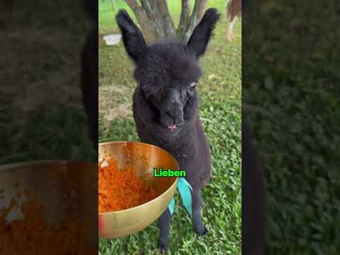 Sie macht aus aussortierten Karotten Tierfutter und Kuchen!