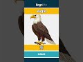 eagle - 鹰 video thumbnail