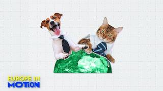 Hunde und Katzen im Büro: Ja oder nein? Europas tierfreundlichste Länder