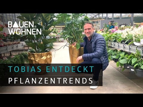 Plants: Germany in the plant hype – these houseplants people want | Tobias discovers